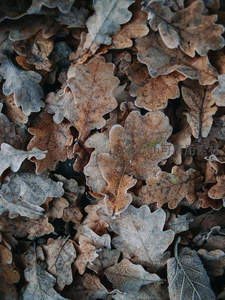 霜覆橡叶铺满大地的秋日纹理