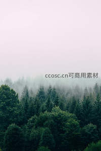 薄雾笼罩的静谧森林，绿意盎然如仙境