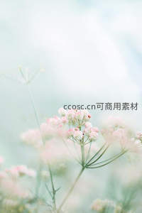 柔光下的粉色小花，朦胧诗意如梦境