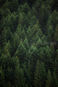 茂密针叶林顶俯瞰特写