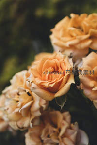 微距镜头下绽放的橙色玫瑰花丛