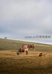 草原牧马，悠闲时光中的宁静与自由