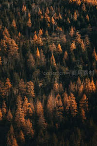 秋日森林航拍，金黄与墨绿交织的自然画卷