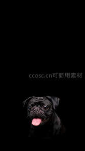 黑巴哥犬特写，萌趣表情点亮纯黑背景