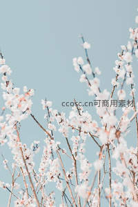 淡雅杏花枝头绽放，春意盎然