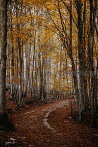 金色秋林中的蜿蜒小径，落叶如毯