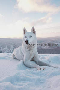 雪原之上蓝眼白犬静卧远山