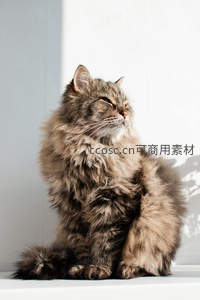 长毛猫咪沐浴阳光闭目养神