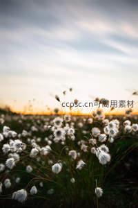 夕阳下蒲公英草甸随风轻舞