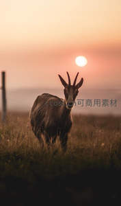 夕阳下的山羊凝望镜头，暖光柔美