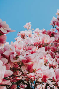 玉兰花开粉霞满天