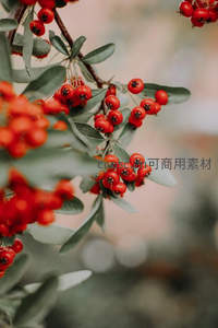 枝头鲜红浆果与绿叶相映成趣