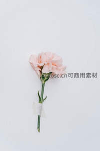 单支康乃馨：简约背景中的温柔绽放