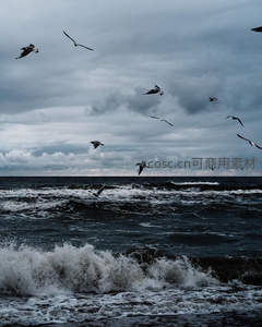 海鸥翱翔风暴海面浪花翻涌不息