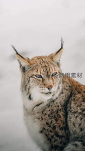 雪地里凝视镜头的猞猁肖像