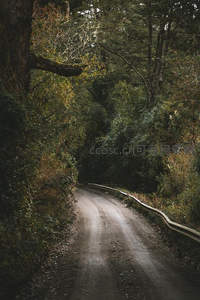 森林深处蜿蜒土路静谧