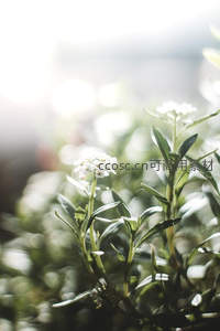 微距白花绿叶沐浴柔光