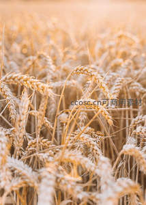 金色麦浪随风轻舞丰收