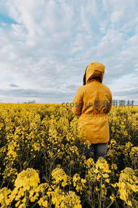 油菜花海中的沉思背影