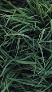 青翠草叶微距特写，纹理清晰