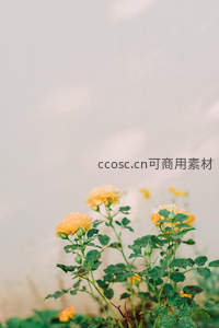 柔光下的淡黄玫瑰静谧绽放