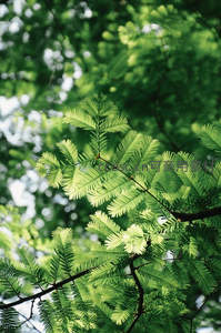 阳光穿透翠绿枝叶洒下斑驳光影