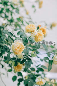 奶油色月季花丛在庭院中温柔盛放