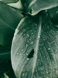 雨滴凝结在宽大绿叶上的晶莹瞬间