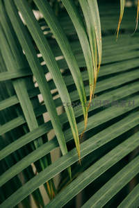 棕榈叶层叠交错光影斑驳绿意盎然