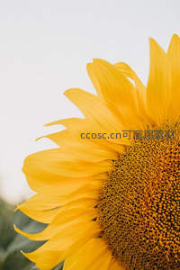 向日葵特写，金黄花瓣与花盘细节