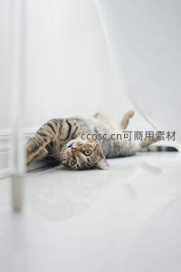 条纹猫仰卧地板，萌态十足