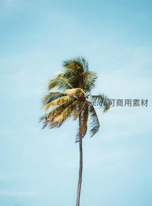 蓝天下的椰子树随风轻摆