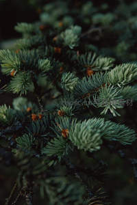 深绿松针微距特写，细节生动