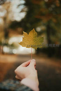 手握秋日枫叶，暖意融融