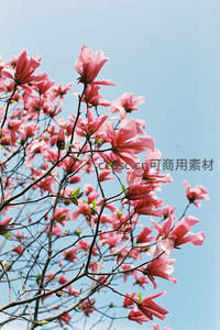 粉红玉兰绽放蓝天，春意盎然
