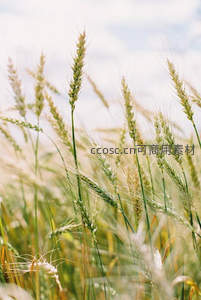 微距下的麦穗特写，阳光洒在金黄的麦芒上