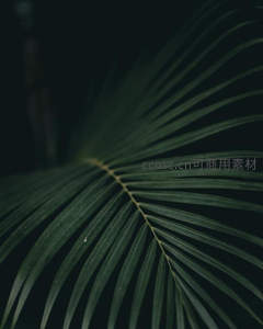 深绿棕榈叶在暗影中舒展的优雅线条
