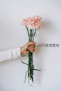 素手轻握一束柔粉康乃馨显温柔