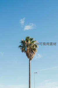蓝天白云下挺拔棕榈树