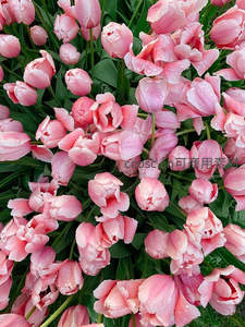 粉嫩郁金香缀满露珠迎晨光