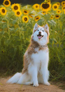 哈士奇坐拥向日葵田，阳光灿烂笑容治愈