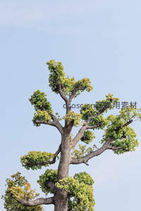 苍劲古树枝干嶙峋，绿冠如云映衬蓝天