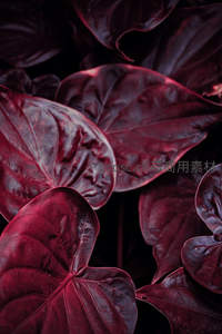 深红色植物叶片特写