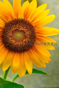 向日葵盛放阳光灿烂