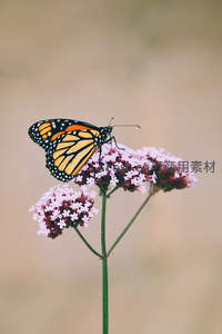 帝王蝶栖息紫色花丛