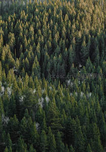 俯瞰苍翠针叶林海无垠