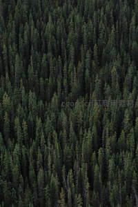 航拍视角下的深绿针叶林海