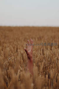 金色麦浪中伸出的求助之手