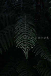 幽暗森林中透光的蕨类叶片