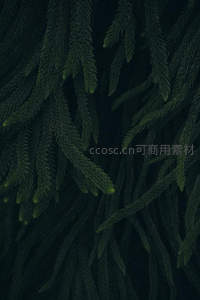 微距镜头下松针的细腻纹理